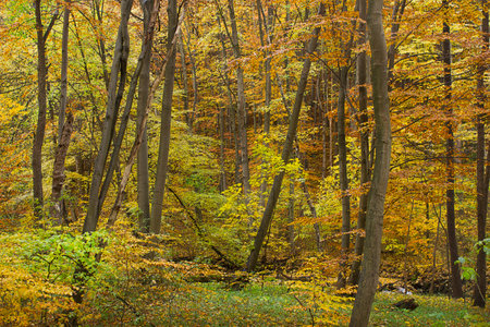 an autumn landscape. View of an autumn forest with yellow leavesの写真素材