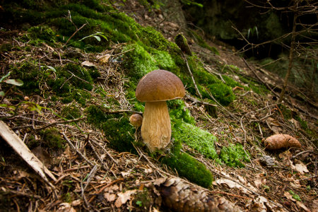 Close-up of a boletus mushroom growing in the forestの写真素材