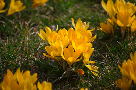 Yellow crocuses in bloom close-up in a green spring meadowの写真素材