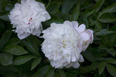 White peony close-up. A garden with blooming white peoniesの写真素材