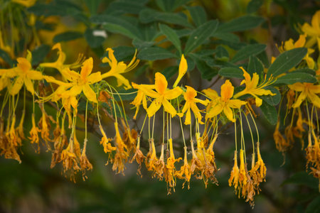 Close-up of yellow rhododendron flowers on a branch of a shrub in the garden. Rhododendron spring bush in bloomの写真素材
