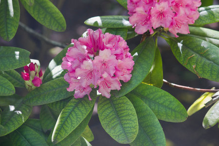 Pink rhododendron flowers close-up on a branch of a shrub in the garden. Rhododendron spring bush in bloomの写真素材