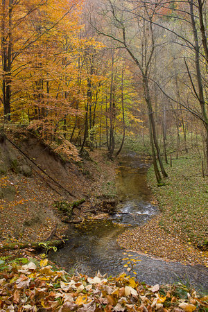 golden autumn in the forest. Landscape with a river in an autumn forestの写真素材