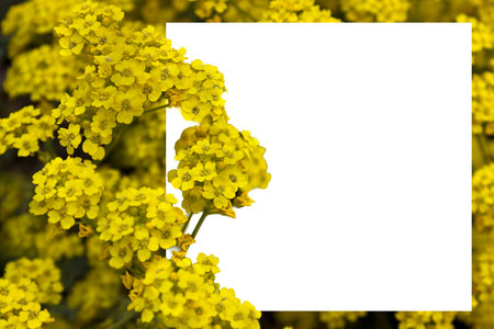 frame with yellow flowers close-up on white backgroundの写真素材