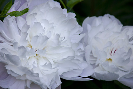 White peony close-up. A garden with blooming white peoniesの写真素材