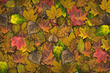 Yellow autumn background with fallen leaves close-up.の写真素材