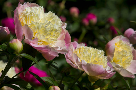 Pink peony close-up. A garden with blooming pink peonies of the Gold Deusted variety.の写真素材