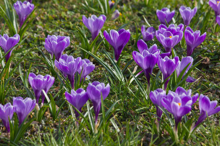Purple crocuses in bloom close-up in a green spring meadowの写真素材