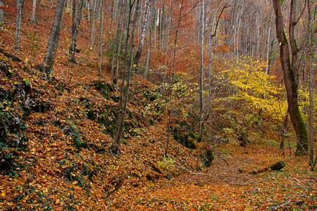 an autumn landscape. View of an autumn forest with yellow leavesの写真素材