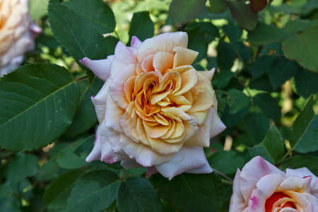 A yellow rose on a bush in close-up. A blooming rose bush in the gardenの写真素材