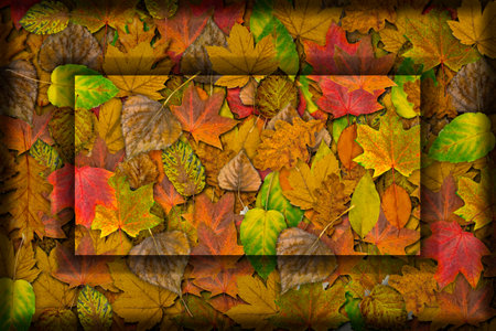Frame with bright autumn leaves. Yellow autumn background with fallen leaves in close-up.の写真素材