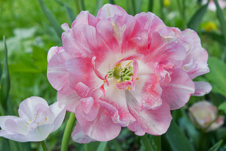 Terry pink tulip in close-up in a garden bedの写真素材
