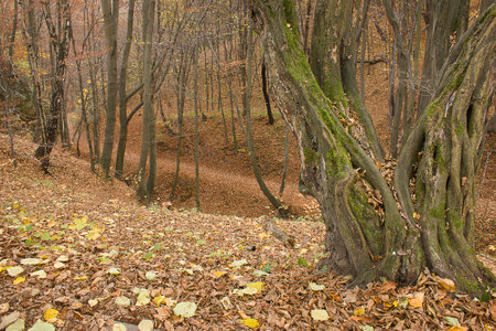 Autumn landscape. A deciduous forest in late fallの写真素材
