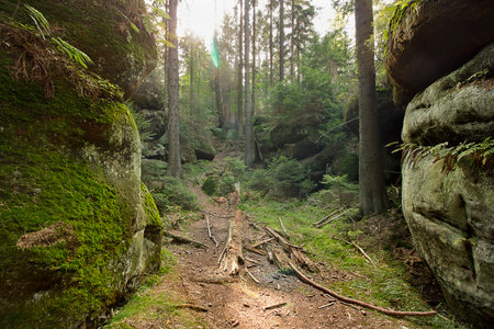 picturesque landscape with a gorge among rocks and boulders in a coniferous forestの写真素材