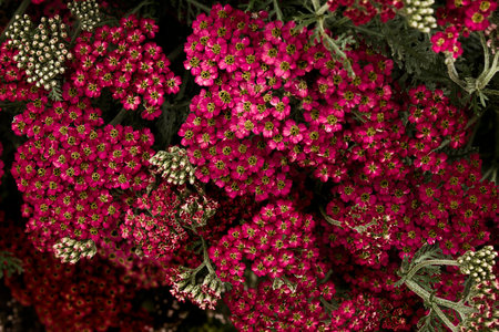 Red garden flowers Achillea millefolium close-up.の写真素材