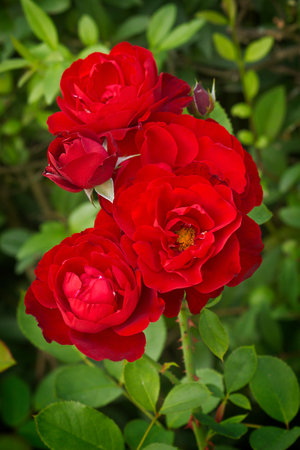 red rose close-up on a bush in the gardenの写真素材