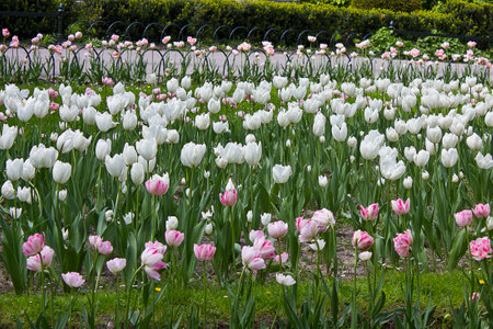 city park with a bed of tulips. White and pink tulips in a flowerbed in the parkの写真素材