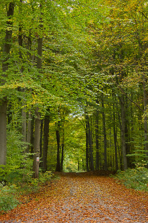 an autumn landscape. View of an autumn forest with yellow leavesの写真素材