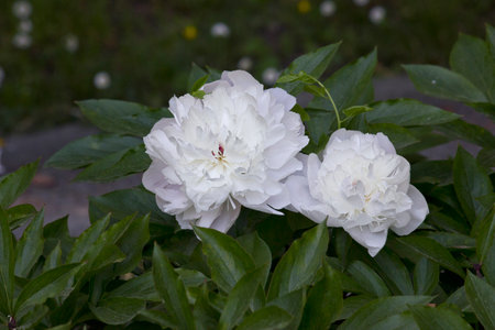 White peony close-up. A garden with blooming white peoniesの写真素材