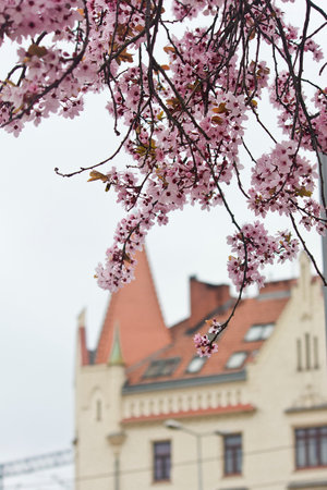 pink flowers of a blooming ornamental plum on a tree and a house in the backgroundの写真素材