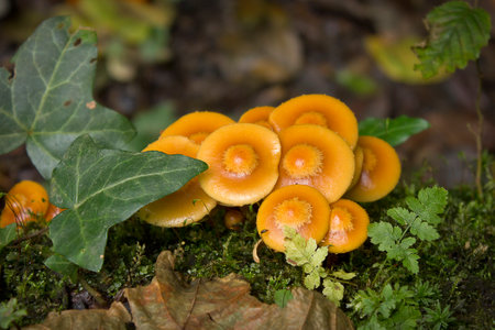A group of close-up mushrooms Kuehneromyces mutabilis under the ivy leaf in the forestの写真素材