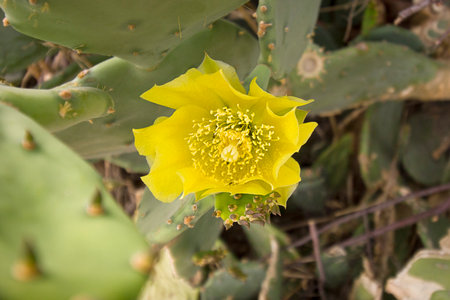 Yellow cactus flower close-up. Flowering opuntia cactus.の写真素材