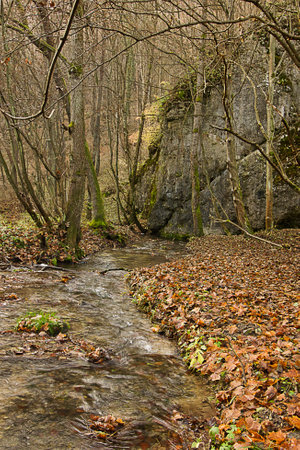 Autumn scenery forest with fallen trees, a rock and a forest stream. Late autumn in the forestの写真素材