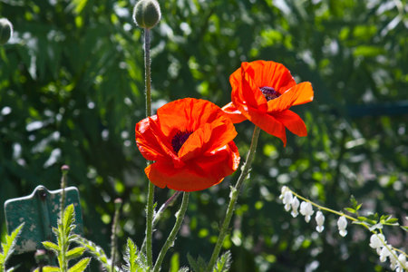 Close-up of a red poppy in a garden bedの写真素材