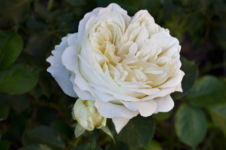 A white rose on a bush in close-up. A blooming rose bush in the gardenの写真素材