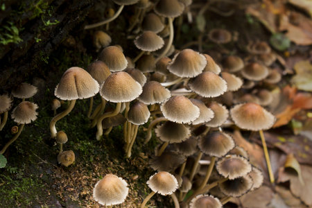 A group of close-up mushrooms Psathyrella in the forestの写真素材