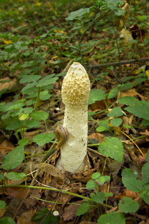 A close-up of a mushroom Phallus impudicus in the forest among fallen leaves.の写真素材