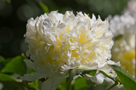 White peony close-up. A garden with the Top Brass variety of white peonies in bloomの写真素材