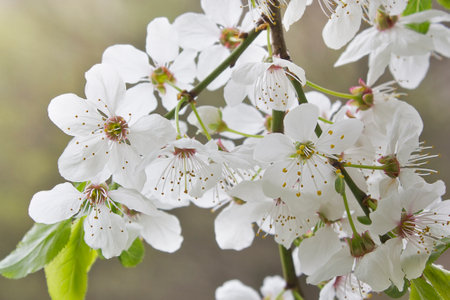 blooming spring cherry in the garden. White cherry flowers.の写真素材