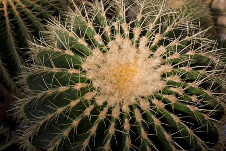Cactus close-up. An ornamental succulent in the greenhouseの写真素材
