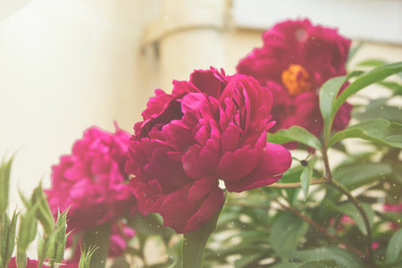 A pink peony in close-up. A garden with blooming pink peoniesの写真素材