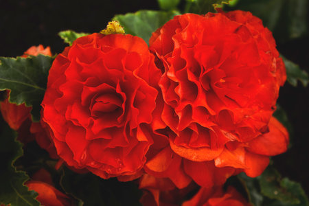 A blooming begonia close-up. Red begonia flowers in the bed.の写真素材