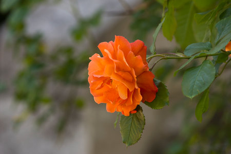 One orange rose close-up. A rose on a bush in the gardenの写真素材