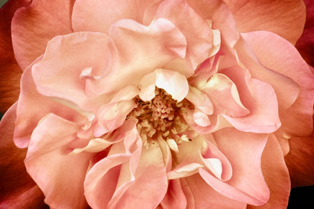 The orange rose close-up. Macro image of the flower.の写真素材