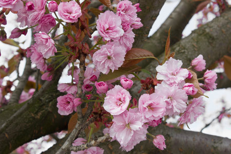 Spring blooming sakura tree. Pink Japanese cherry blossoms close-up on a tree branchの写真素材
