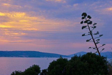 A pink sunset over the Adriatic Sea.  Agave flower on the background of sunset.の写真素材