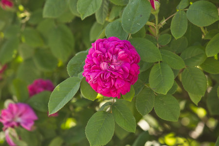 A purple rose on the bush in close-up. A blooming rose bush in the gardenの写真素材