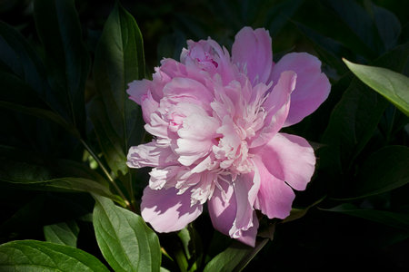 Close-up of a pink peony flower blooming in a spring gardenの写真素材