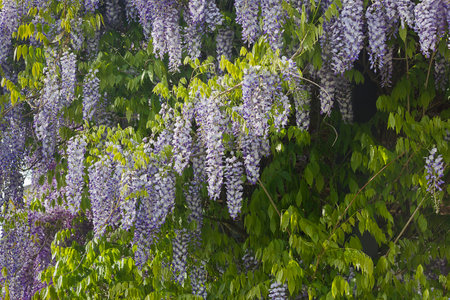 Brushes of flowering wisteria. Blue wisteria flowers in springの写真素材