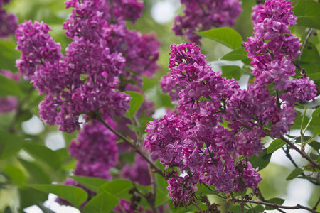 Flowering purple lilac bush close-up. Flowering lilac bushの写真素材