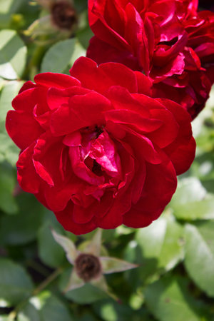 red rose close-up on a bush in the gardenの写真素材