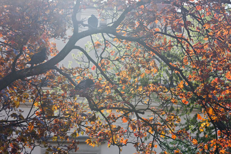 tree branch in backlight with three birdsの写真素材
