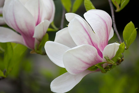 Spring blooming pink magnolia tree. Magnolia soulangeana flowering branches close-upの写真素材