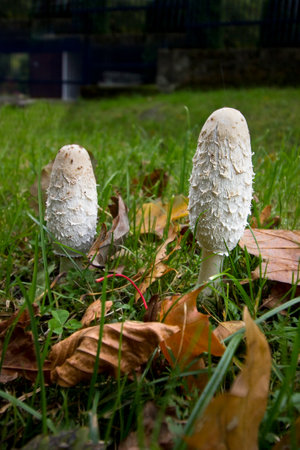 Two close-up mushrooms  Coprinus comatus growing among the grass.