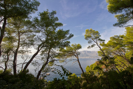 Green trees by the sea. Landscape with sea and forest.の写真素材