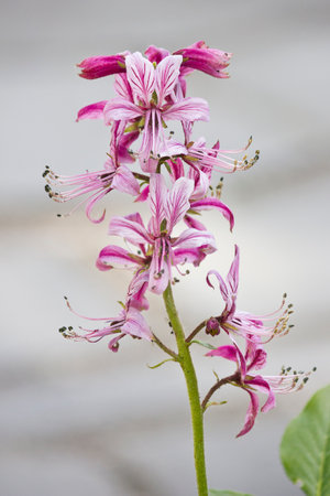 Pink flower Dictamnus close-up. A pink flower growing in the flowerbed.の写真素材
